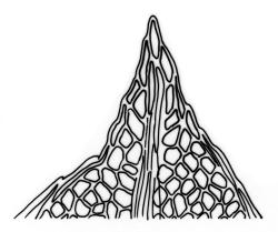 Fissidens bryoides, leaf apex. Drawn from E. Lürling s.n., 4 Aug. 1997, AK 236259.
 Image: R.C. Wagstaff © Landcare Research 2014 